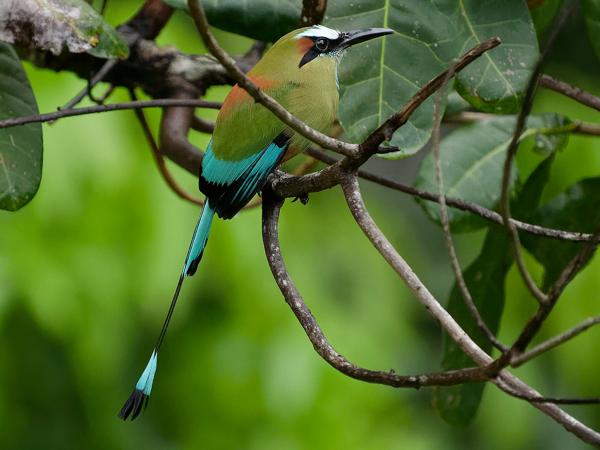 Wenbrauwmotmot (Eumomota superciliosa)